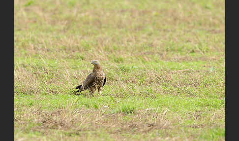 Wespenbussard (Pernis apivorus)