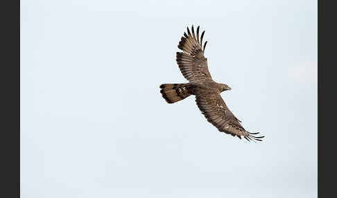 Wespenbussard (Pernis apivorus)