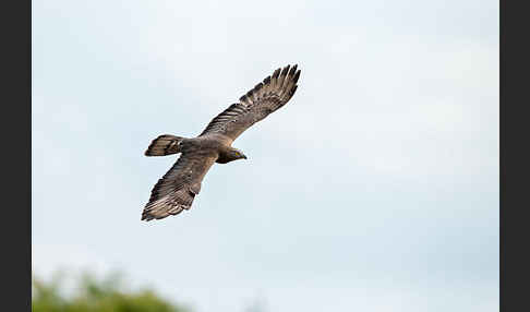 Wespenbussard (Pernis apivorus)