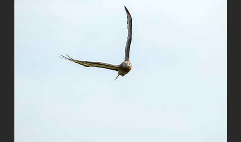 Wespenbussard (Pernis apivorus)