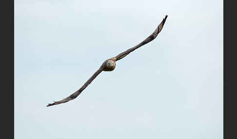 Wespenbussard (Pernis apivorus)