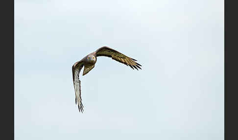 Wespenbussard (Pernis apivorus)