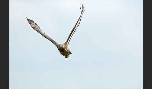 Wespenbussard (Pernis apivorus)