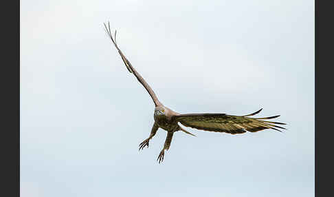 Wespenbussard (Pernis apivorus)