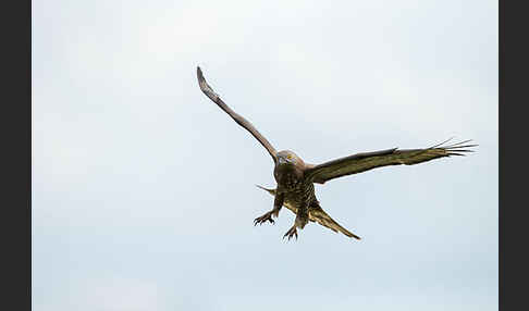 Wespenbussard (Pernis apivorus)