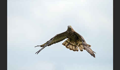 Wespenbussard (Pernis apivorus)