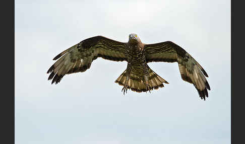 Wespenbussard (Pernis apivorus)