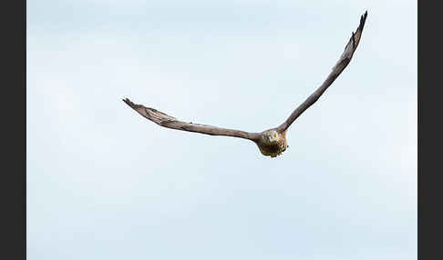 Wespenbussard (Pernis apivorus)