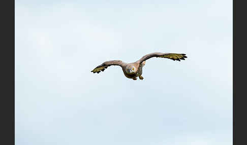 Wespenbussard (Pernis apivorus)