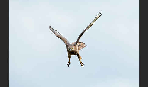 Wespenbussard (Pernis apivorus)