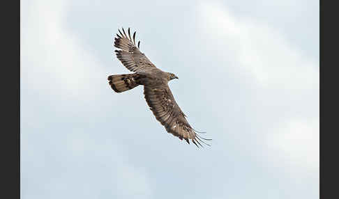 Wespenbussard (Pernis apivorus)