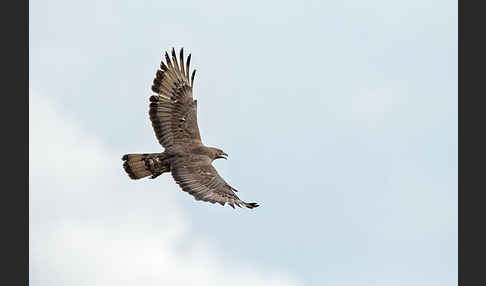 Wespenbussard (Pernis apivorus)