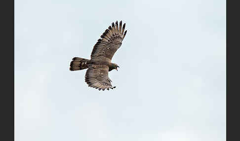 Wespenbussard (Pernis apivorus)