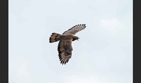 Wespenbussard (Pernis apivorus)