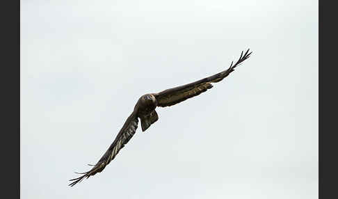 Wespenbussard (Pernis apivorus)