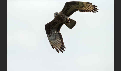 Wespenbussard (Pernis apivorus)