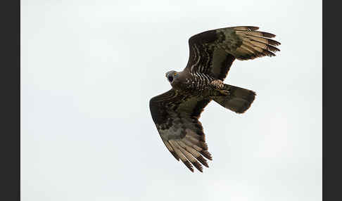 Wespenbussard (Pernis apivorus)