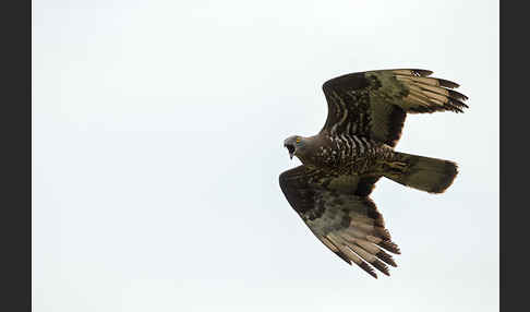 Wespenbussard (Pernis apivorus)