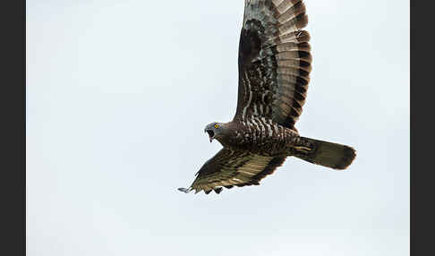 Wespenbussard (Pernis apivorus)