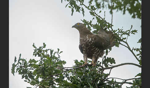 Wespenbussard (Pernis apivorus)