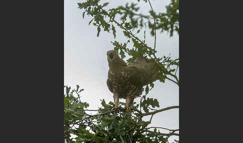 Wespenbussard (Pernis apivorus)