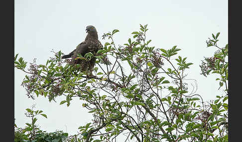 Wespenbussard (Pernis apivorus)