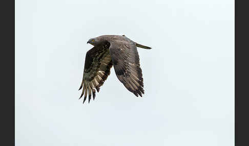 Wespenbussard (Pernis apivorus)