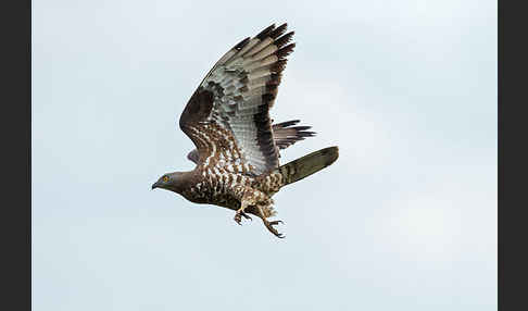 Wespenbussard (Pernis apivorus)