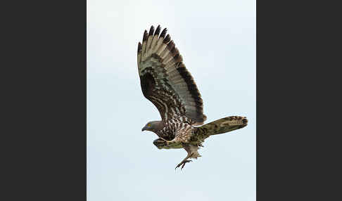 Wespenbussard (Pernis apivorus)