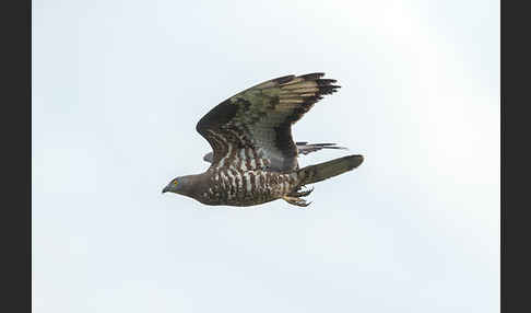 Wespenbussard (Pernis apivorus)