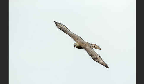 Wespenbussard (Pernis apivorus)