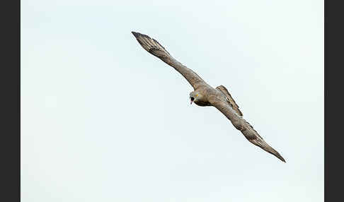 Wespenbussard (Pernis apivorus)