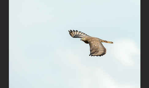 Wespenbussard (Pernis apivorus)