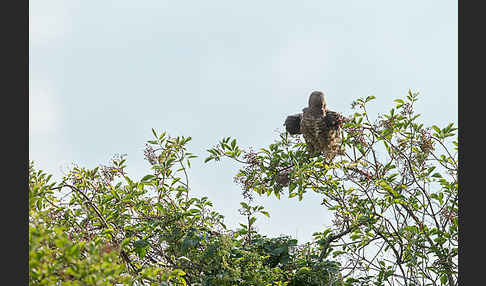 Wespenbussard (Pernis apivorus)