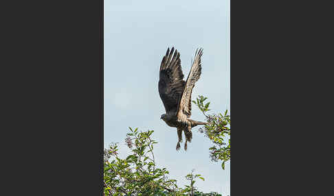 Wespenbussard (Pernis apivorus)