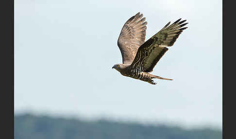 Wespenbussard (Pernis apivorus)