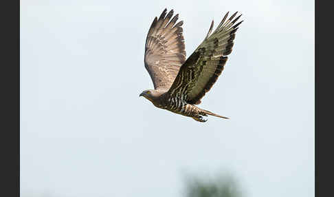 Wespenbussard (Pernis apivorus)