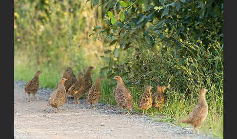 Rebhuhn (Perdix perdix)