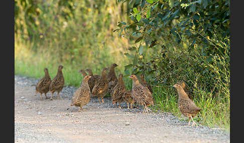 Rebhuhn (Perdix perdix)