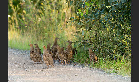 Rebhuhn (Perdix perdix)