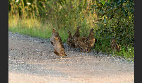 Rebhuhn (Perdix perdix)