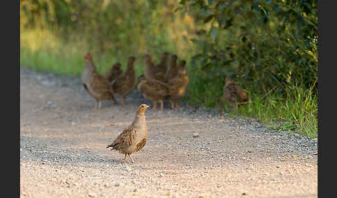 Rebhuhn (Perdix perdix)