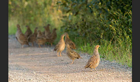 Rebhuhn (Perdix perdix)