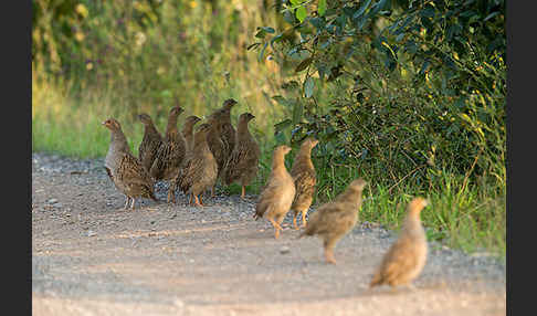 Rebhuhn (Perdix perdix)