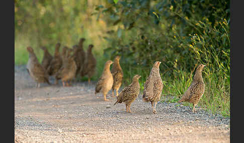 Rebhuhn (Perdix perdix)