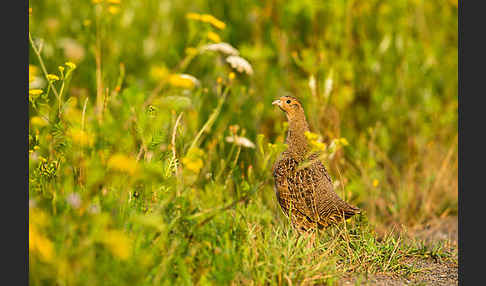 Rebhuhn (Perdix perdix)