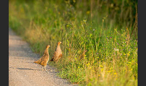 Rebhuhn (Perdix perdix)