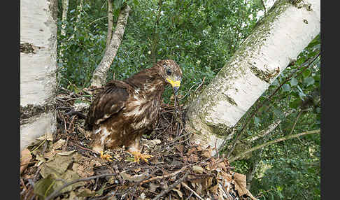 Wespenbussard (Pernis apivorus)