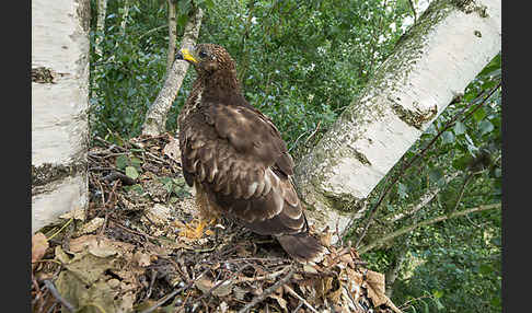 Wespenbussard (Pernis apivorus)