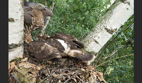 Wespenbussard (Pernis apivorus)